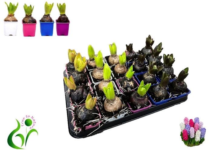 <h4>HYACIN GEM 4 KL</h4>