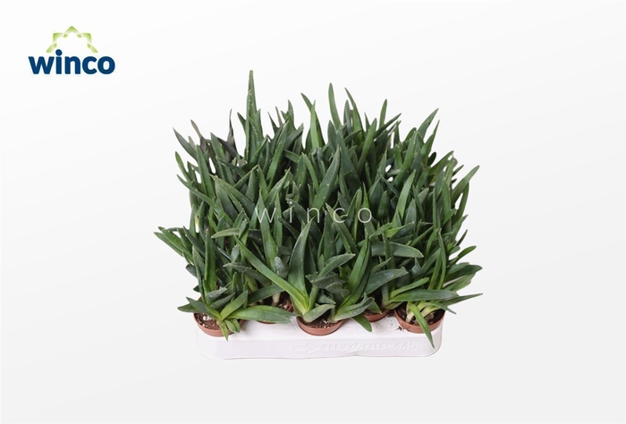 <h4>Aloe Black Gem</h4>