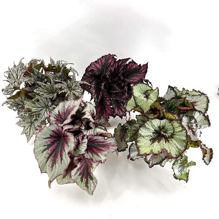 <h4>BEGONIA REX-HYBRID P12 REX</h4>