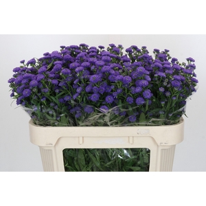 Aster Baby Parade