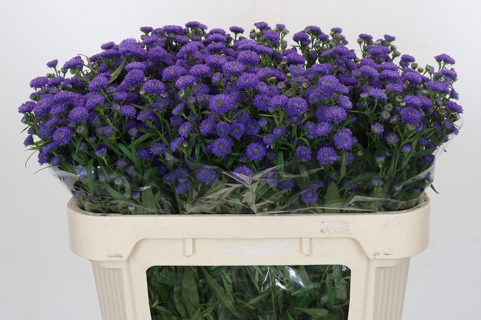 Aster Baby Parade