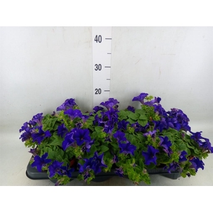 Petunia  'Famous Blue'