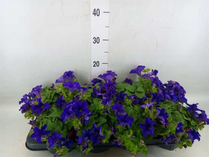 <h4>Petunia  'Famous Blue'</h4>