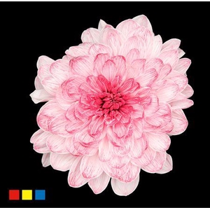 Chr T Altaj Lipstick