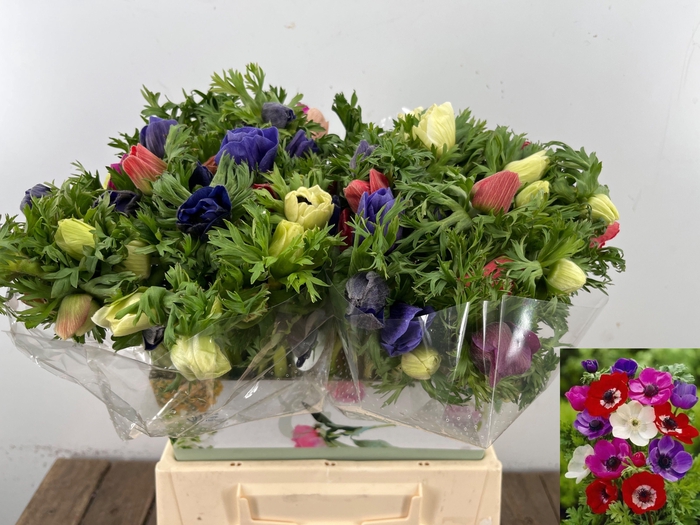 <h4>ANEM CO MAR GEM</h4>