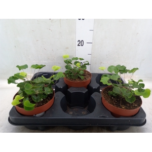 Adiantum   ...