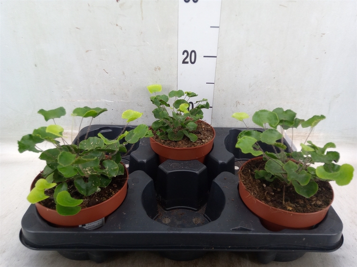 <h4>Adiantum   ...</h4>