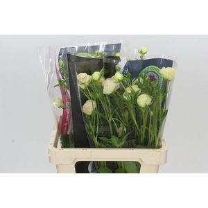 Ranunculus Magical Mascarpone