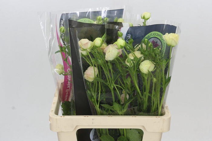 Ranunculus Magical Mascarpone