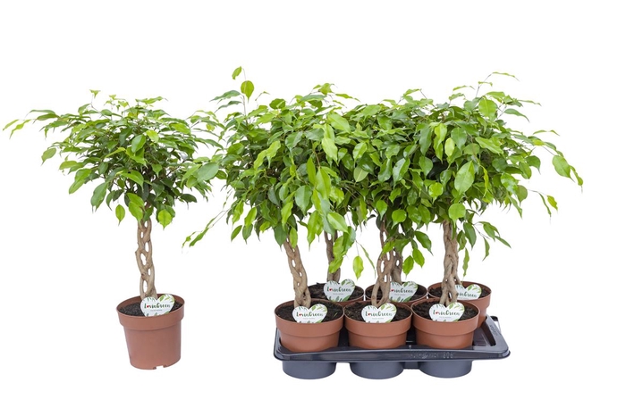 <h4>Ficus Bundy</h4>
