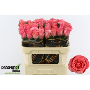 R Gr Jazzeberry