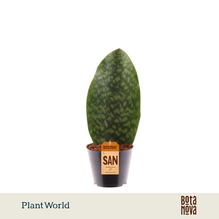 <h4>Sansevieria ‘Masoniana’ Whale Fin</h4>