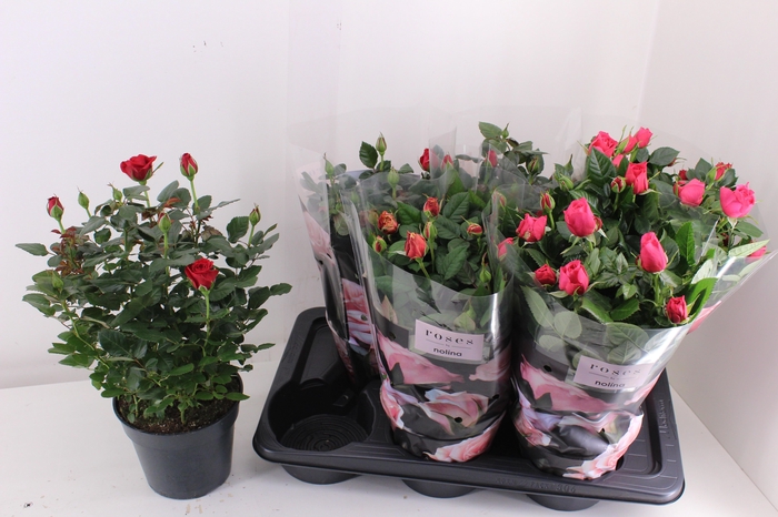 <h4>RO PALACE GEM 3 SRT</h4>