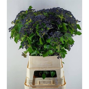 Viburnum Dark Blue Herman Reijnen