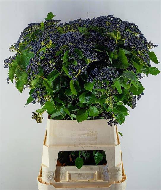 <h4>Viburnum Dark Blue Herman Reijnen</h4>