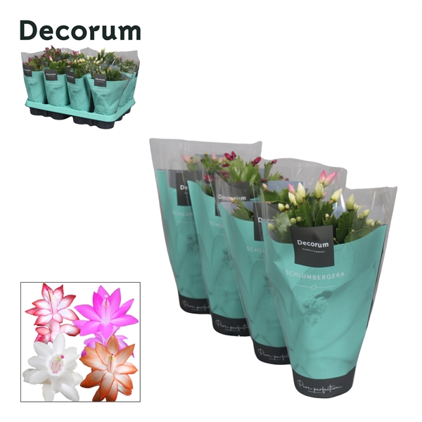 <h4>Schlumbergera - 9 cm - Mix met hoes - Decorum</h4>