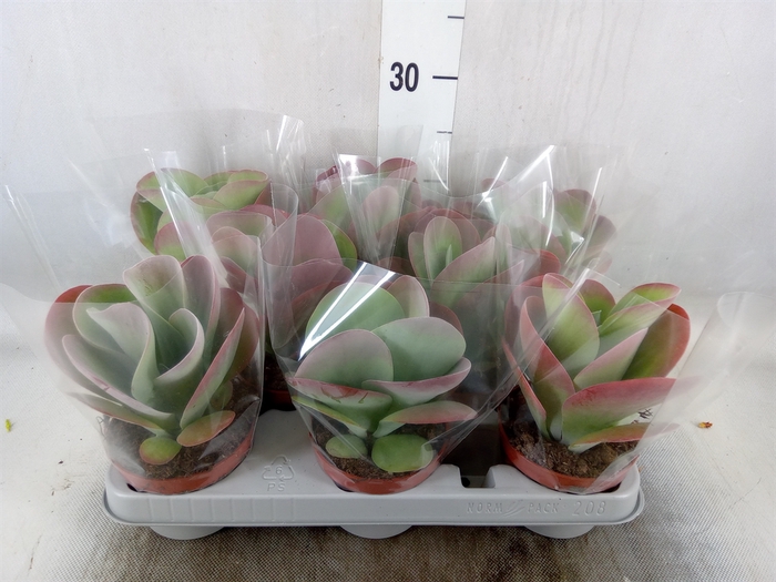 <h4>Kalanchoe NF thyrsiflora 'Red Lips'</h4>