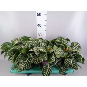 Aphelandra squar. 'Dania'