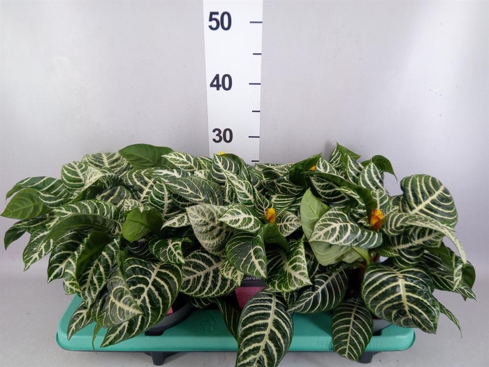 <h4>Aphelandra squar. 'Dania'</h4>