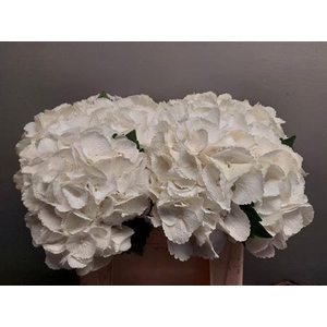 Hydr M Royal Princes White
