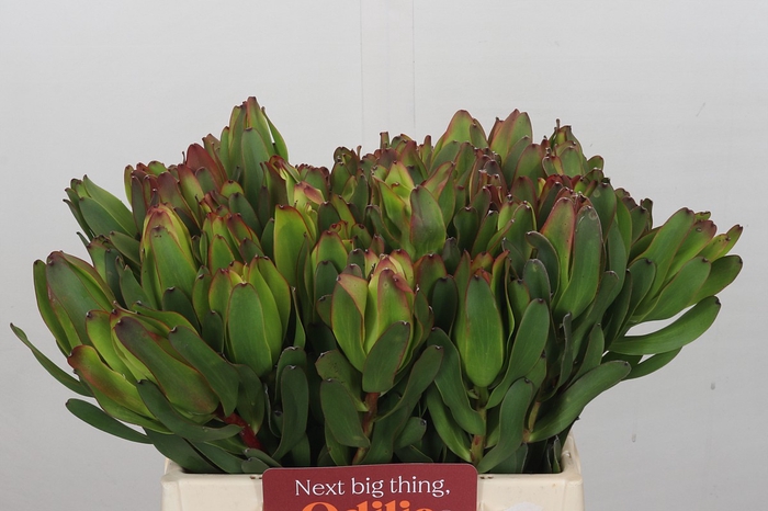 <h4>Leucadendron Laurel Yellow</h4>