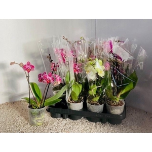 PHAL GEM 6 KL