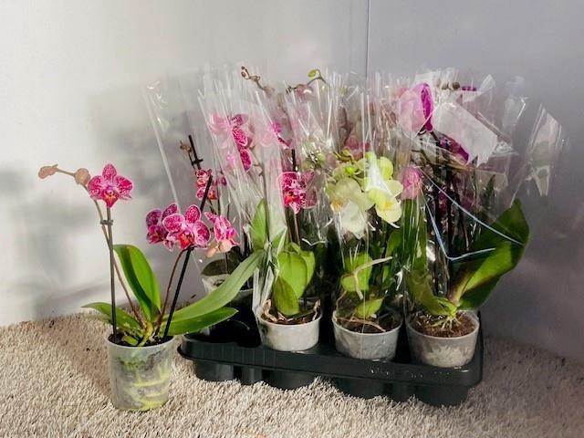 <h4>PHAL GEM 6 KL</h4>
