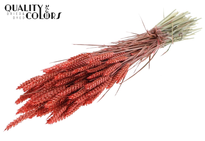 <h4>Triticum per bunch Coral</h4>
