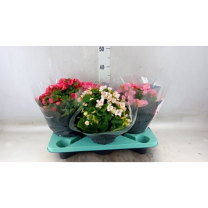Begonia elat. EN 'Betulia' ..mix