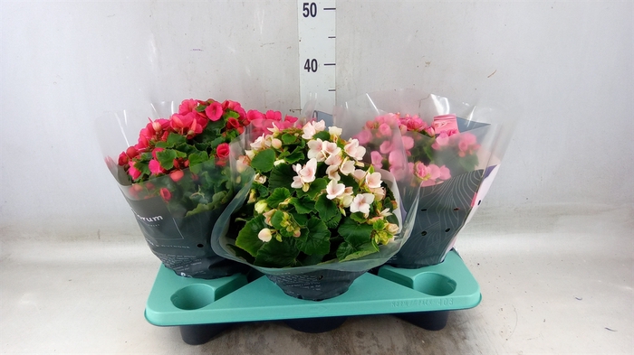 <h4>Begonia elat. EN 'Betulia' ..mix</h4>