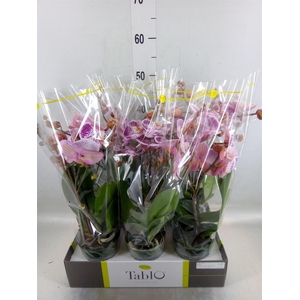 Phalaenopsis   ...rose