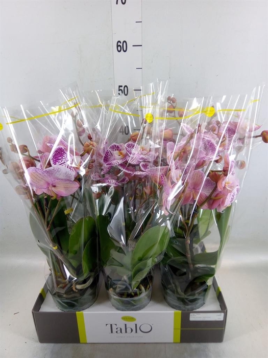 <h4>Phalaenopsis   ...rose</h4>