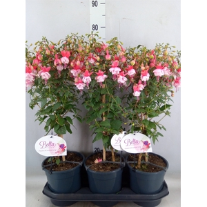 Fuchsia   ...