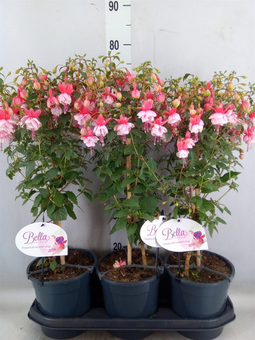 <h4>Fuchsia   ...</h4>