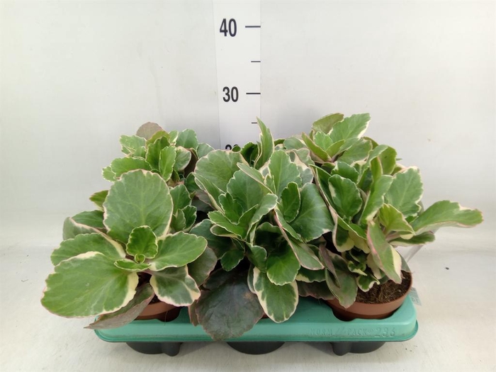 <h4>Kalanchoe NF   ...</h4>