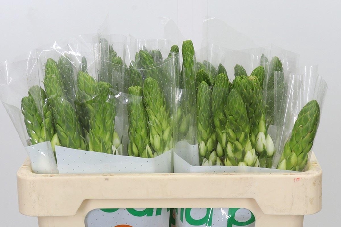 <h4>Ornithogalum thyrs. 'Milky Way'</h4>