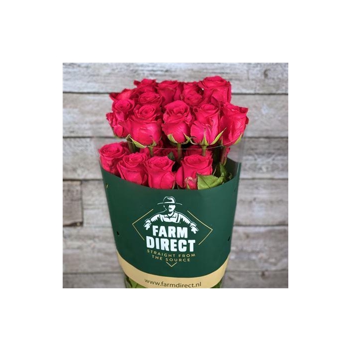 <h4>R Gr V.i.pink</h4>