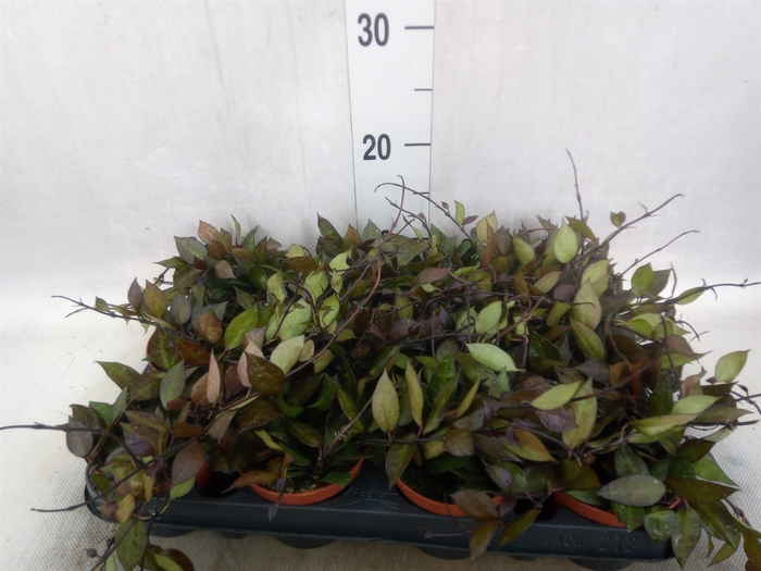 <h4>Hoya krohniana 'Black Leaves'</h4>