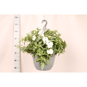 Solanum jasminoides Hangpot