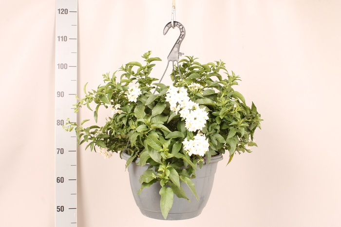 <h4>Solanum jasminoides Hangpot</h4>