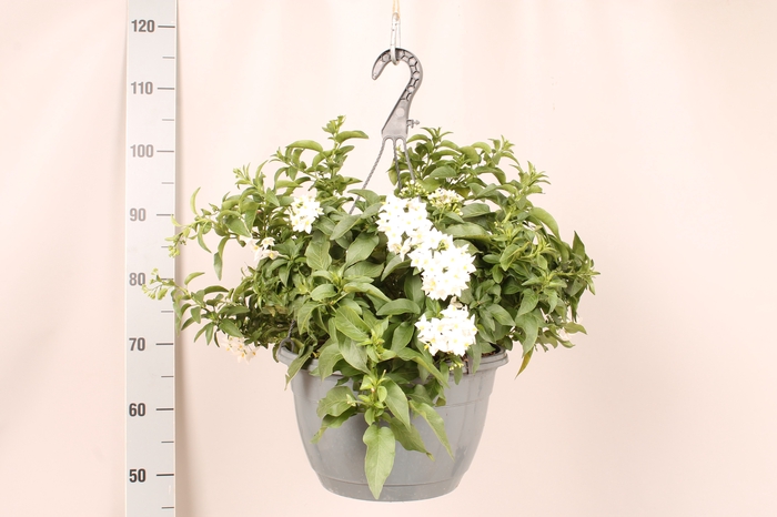 <h4>Solanum jasminoides Hangpot</h4>