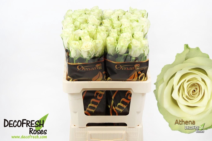 <h4>R Gr Athena</h4>