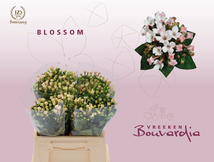 <h4>BOU EN BLOSSOM</h4>