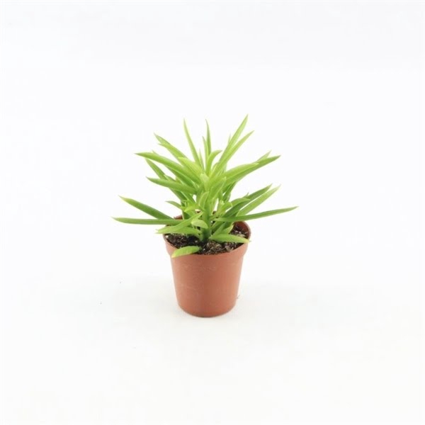 <h4>Peperomia Happy Bean</h4>