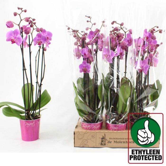 <h4>PHAL AN PITTSBURGH</h4>