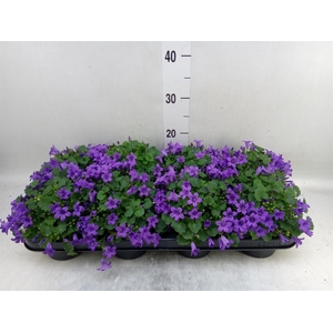 Campanula porten. 'Porto'