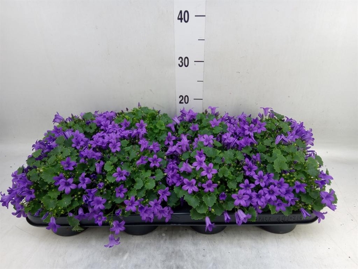 <h4>Campanula porten. 'Porto'</h4>