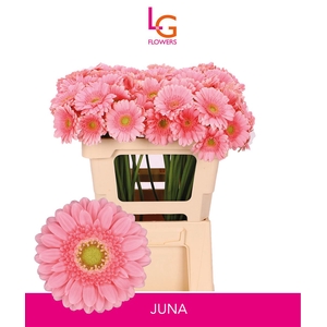 Germini Juna Water