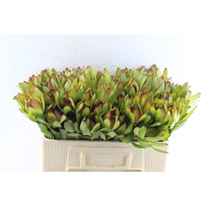 LEUCAD SAF GOLDSTRIK