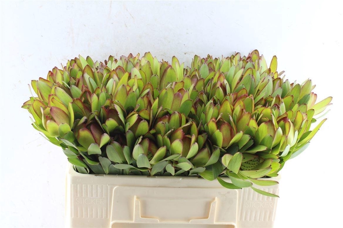 <h4>LEUCAD SAF GOLDSTRIK</h4>